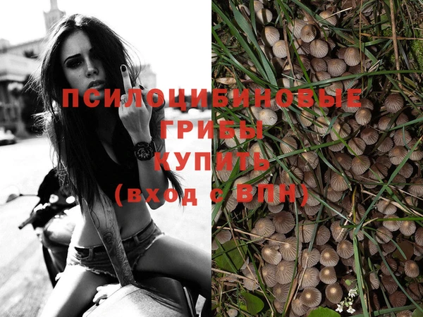стафф Новодвинск